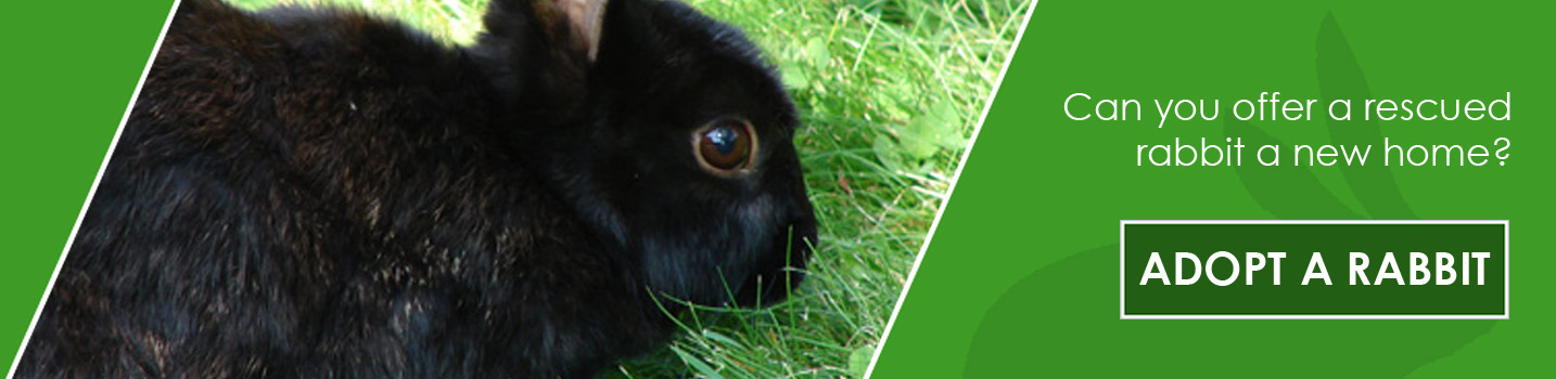 Rehome a rescued rabbit