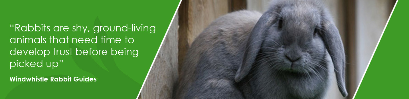 Read our Rabbit Care Guidance