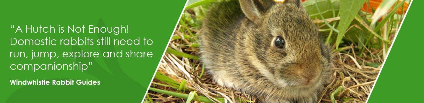 Read our Rabbit Care Guidance